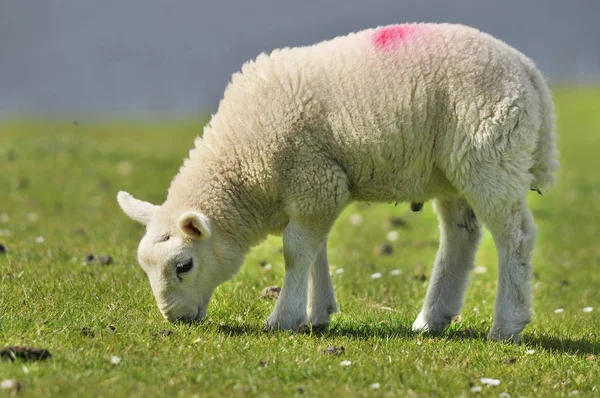Sheep Quirain Isola Skye Scozia Regno Unito — Foto Stock