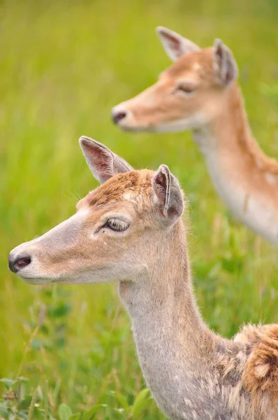 Jonge Herten Herten Zijn Zoogdieren Uit Familie Van Herkauwers Cervidae — Stockfoto