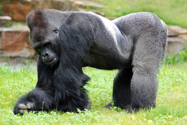 Gorillák Főemlősök Legnagyobb Fajai Földlakó Túlnyomórészt Növényevő Majmok Amelyek Közép — Stock Fotó