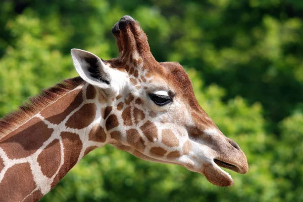 Berlini Állatkert Zsiráf Giraffa Camelopardalis Egy Afrikai Páros Ujjú Patás — Stock Fotó