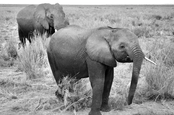 Elefantes Parque Nacional Amboseli Anteriormente Maasai Amboseli Game Reserve Está — Fotografia de Stock