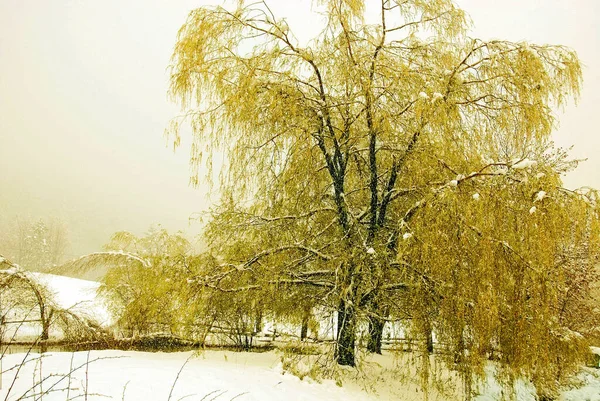 Árvores Douradas Parque — Fotografia de Stock