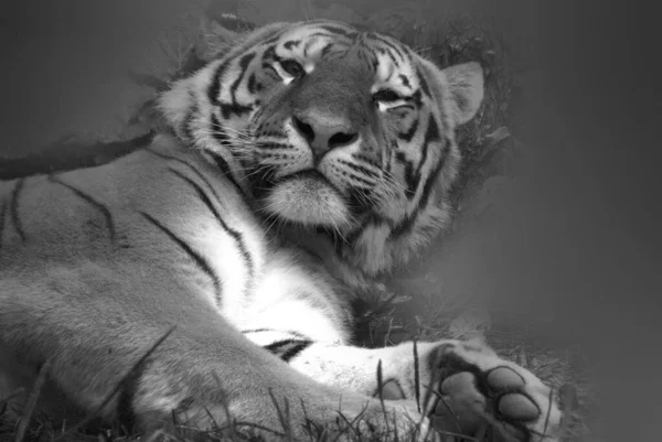 Panthera Tigris 是最大的猫科动物 体长达3 11英尺 重量达306公斤 670磅 它们是第三大陆地食肉动物 仅次于北极熊和棕熊 — 图库照片