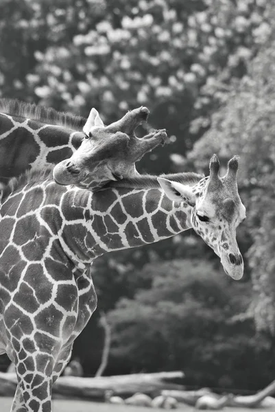 Берлинский Зоопарк Жираф Giraffa Camelopardalis Африканское Копытное Копытное Млекопитающее Самое — стоковое фото
