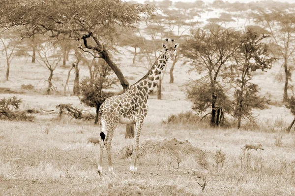 Giraffe Der Serengeti Ein Großteil Der Serengeti War Außenstehenden Als — Stockfoto