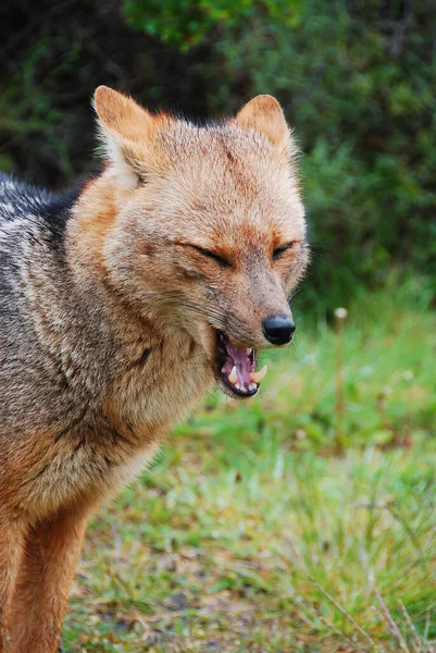 Culpeo Zorro Andean Fox Kurt Güney Amerika Yaşayan Vahşi Bir — Stok fotoğraf
