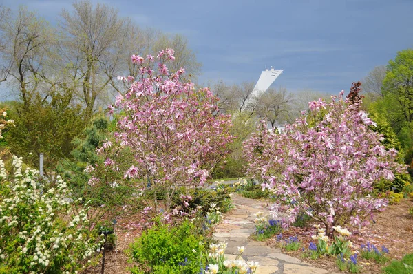 Beautiful Pink Flowers Garden — Stock Photo, Image