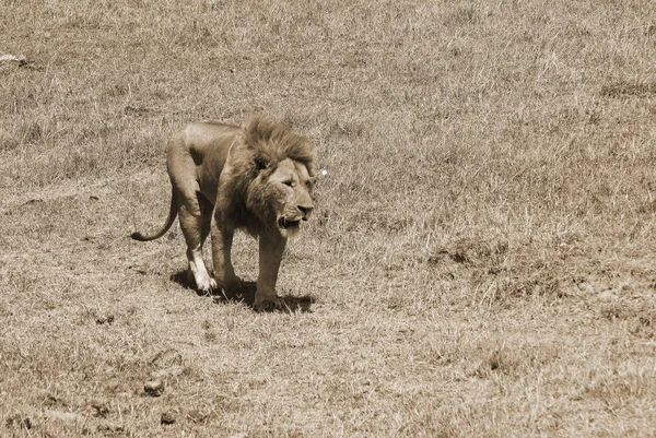 Leão Serengeti Abriga Maior Migração Mamíferos Mundo Que Uma Das — Fotografia de Stock