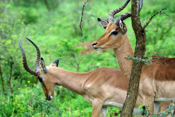 Impalas Hluhluwe Imfolosi Park África Sul — Fotografia de Stock