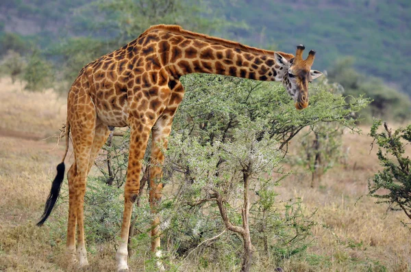 Das Junge Giraffenfohlen Folgt Seinem Riesigen Vater Der Akazienblätter Aus — Stockfoto