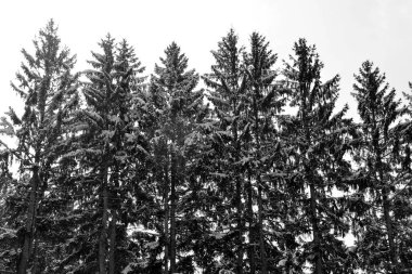 Sutton Dağı 'ndaki kış manzarası, Quebec, Kanada