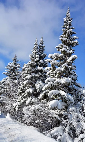 Krajobraz Zimowy Górach Sutton Wschodnie Miasteczko Quebec Kanada — Zdjęcie stockowe