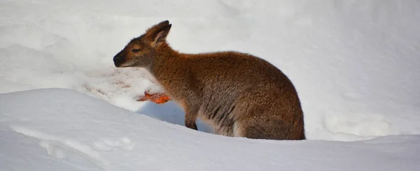 Canguru Selvagem Jardim Zoológico Inverno — Fotografia de Stock