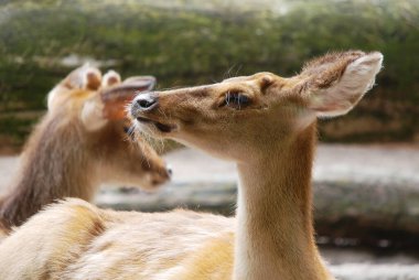 Antilopes in zoo at daytime 