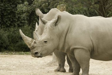 Beyaz gergedan ya da kare dudaklı gergedan, gergedanın mevcut en büyük türüdür. Otlamak için kullanılan geniş bir ağzı vardır ve gergedan türlerinin en sosyal olanıdır.