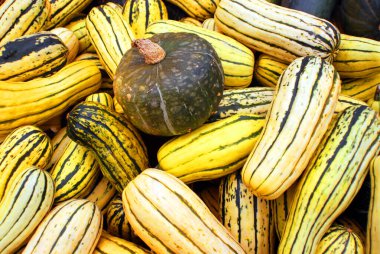 Çiftçi pazarında yeni toplanmış renkli kabaklar ve kabaklar sergileniyor.