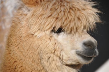 Alpaca, Güney Amerika kamelyasının evcil bir türüdür. Görünüşte küçük bir lama gibi görünüyor. Alpakalar Güney Peru And Dağları 'nın eteklerinde otlayan sürüler halinde tutuluyor.