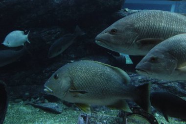 Suyun altında yüzen balıklar