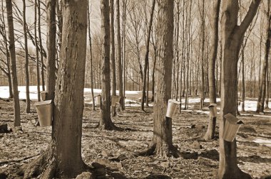 Erken bahar manzarası, Doğu kasabası, Bromont, Quebec, Kanada   