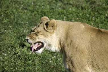 Aslan, Panthera cinsindeki dört büyük kediden biridir ve Felidae familyasının bir üyesidir. Bazı erkekler 250 kg ağırlığı (550 lb) aşarak kaplandan sonra yaşayan en büyük ikinci kedidir.