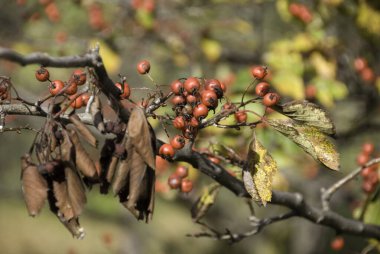 Ağaç dallarında kırmızı meyveler