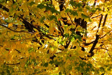 Sarı akçaağaç mevsimi yaprakları, sonbaharda flora. 