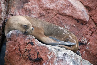 Ballestas Adaları, Peru 'nun güney kıyısında, Pisco Bölgesi' nin Paracas ilçesi içinde yer alan bir grup küçük adadır..