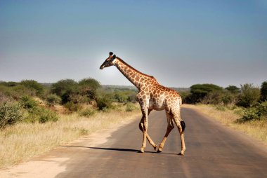 Güney Afrika Kruger Park 'ında zürafalar