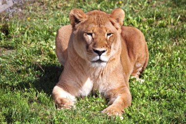 Aslan, Panthera cinsindeki dört büyük kediden biridir ve Felidae familyasının bir üyesidir. Bazı erkekler 250 kg ağırlığı (550 lb) aşarak kaplandan sonra yaşayan en büyük ikinci kedidir.