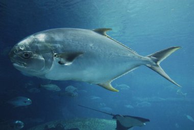 Suyun altında yüzen balıklar 