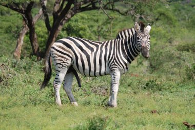 Hluhluwe imfolozi parkı, Güney Afrika, Burchell 'in zebrası, (Equus quagga burchellii) ovaların güneyindeki zebra alt türü..