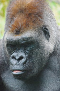 Goriller var olan en büyük primat türüdür. Orta Afrika ormanlarında yaşayan, ağırlıklı olarak otobur maymunlardır. Goriller iki türe ayrılır.. 