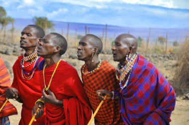AMBOSELI, KENYA - 13 OCT: Masai kabilesinden tanımlanamayan Afrikalı grup Kenya 'nın Masai Mara kentinde 13 Ekim 2011 tarihinde yapılan geleneksel atlama dansını göstermeye hazırlanıyor. Onlar göçebe ve küçük köylerde yaşıyorlar..
