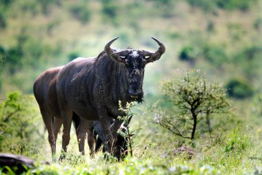 Savanada büyük siyah bufalolar
