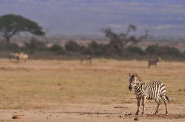 Zebralar Amboseli Ulusal Parkı 'nda, eski adıyla Maasai Amboseli Oyun Rezervi, Kenya' nın Rift Valley Eyaleti 'nde yer almaktadır. Kenya-Tanzanya sınırına yayılan ekosistem.