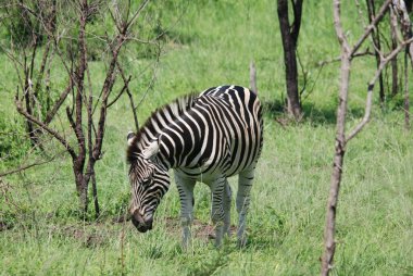 Zebra, Hluhluwe-Imfolosi Parkı, Güney Afrfica
