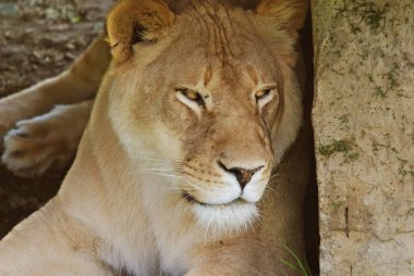 Aslan, Panthera cinsindeki dört büyük kediden biri ve Felidae familyasının bir üyesidir. Bazı erkekler 250 kg ağırlığı (550 lb) aşarak kaplandan sonra yaşayan en büyük ikinci kedidir.
