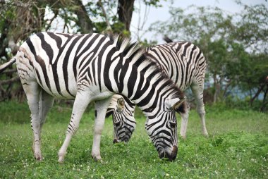 Zebra, Hluhluwe-Imfolosi Parkı, Güney Afrfica