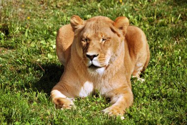 Aslan, Panthera cinsindeki dört büyük kediden biridir ve Felidae familyasının bir üyesidir. Bazı erkekler 250 kg ağırlığı (550 lb) aşarak kaplandan sonra yaşayan en büyük ikinci kedidir.