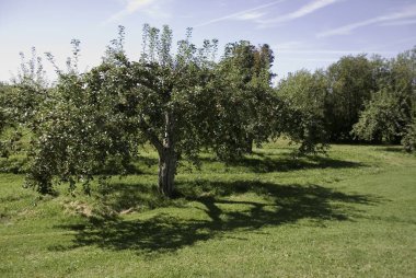 Güneşli kırsalda zeytin ağacı