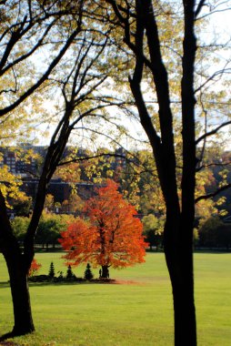 Bromont, Kanada 'da güzel bir sonbahar manzarası