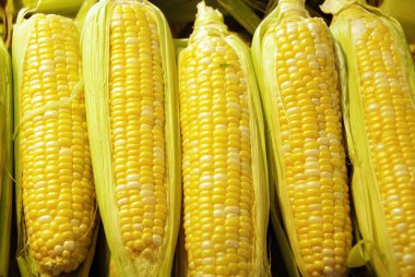 Tatlı mısır, yüksek şeker içerikli bir mısır çeşididir. Bu, şekerin mısırın içindeki nişasta dönüşümünü kontrol eden genlerdeki doğal çekinik mutasyonun sonucudur.