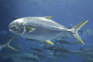 Suyun altında yüzen balıklar 