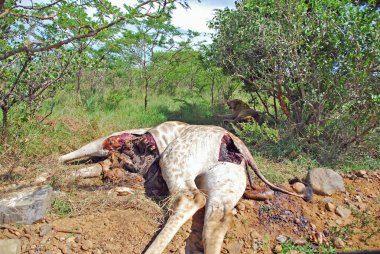 Savanada yerde yatan ölü zürafa. 