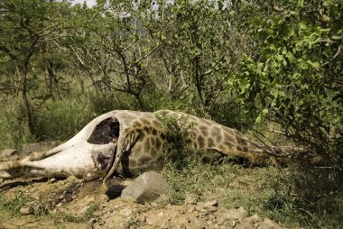Savanada yerde yatan ölü zürafa.