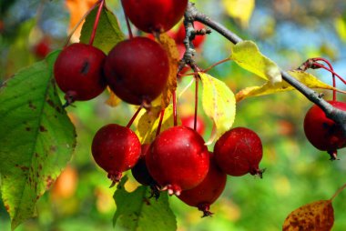 Olgun kırmızı meyveler bir ağacın dallarında
