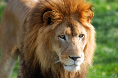 Aslan, Panthera cinsindeki dört büyük kediden biridir ve Felidae familyasının bir üyesidir. Bazı erkekler 250 kg ağırlığı aşınca kaplandan sonra yaşayan en büyük ikinci kedidir..