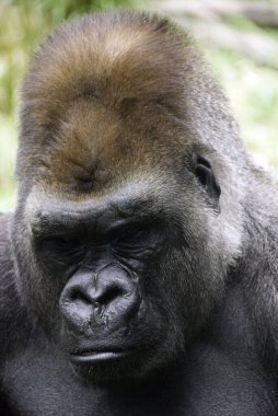 Goriller var olan en büyük primat türüdür. Orta Afrika ormanlarında yaşayan, ağırlıklı olarak otobur maymunlardır. Goriller iki türe ayrılır..
