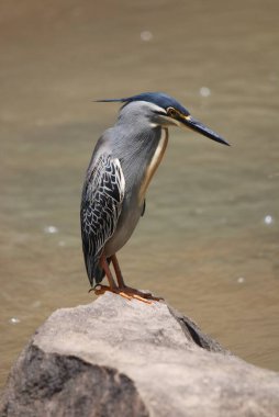 Yarı yakalı Kingfisher, Hulhluwe Imfolozi Parkı, Güney Afrika