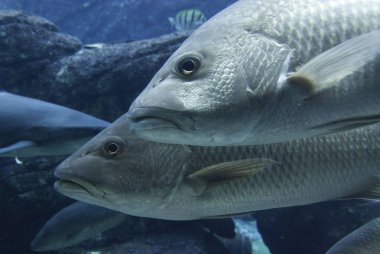 Suyun altında yüzen balıklar 